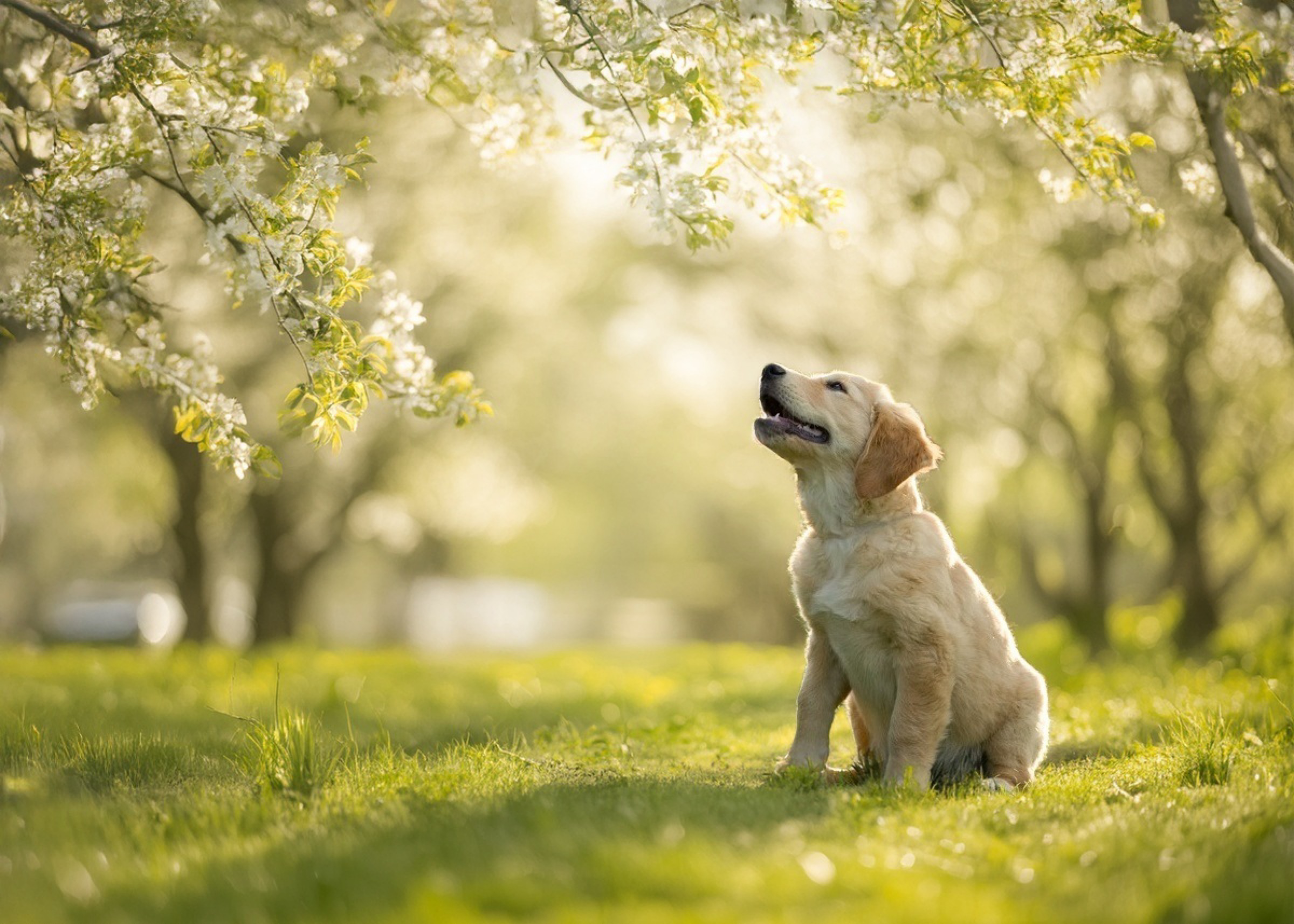 zlatá hodinka — 6