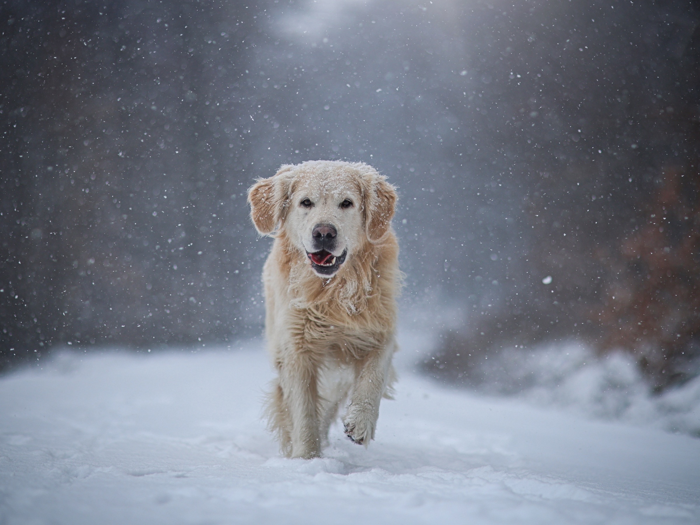 zimní radovánky — 5