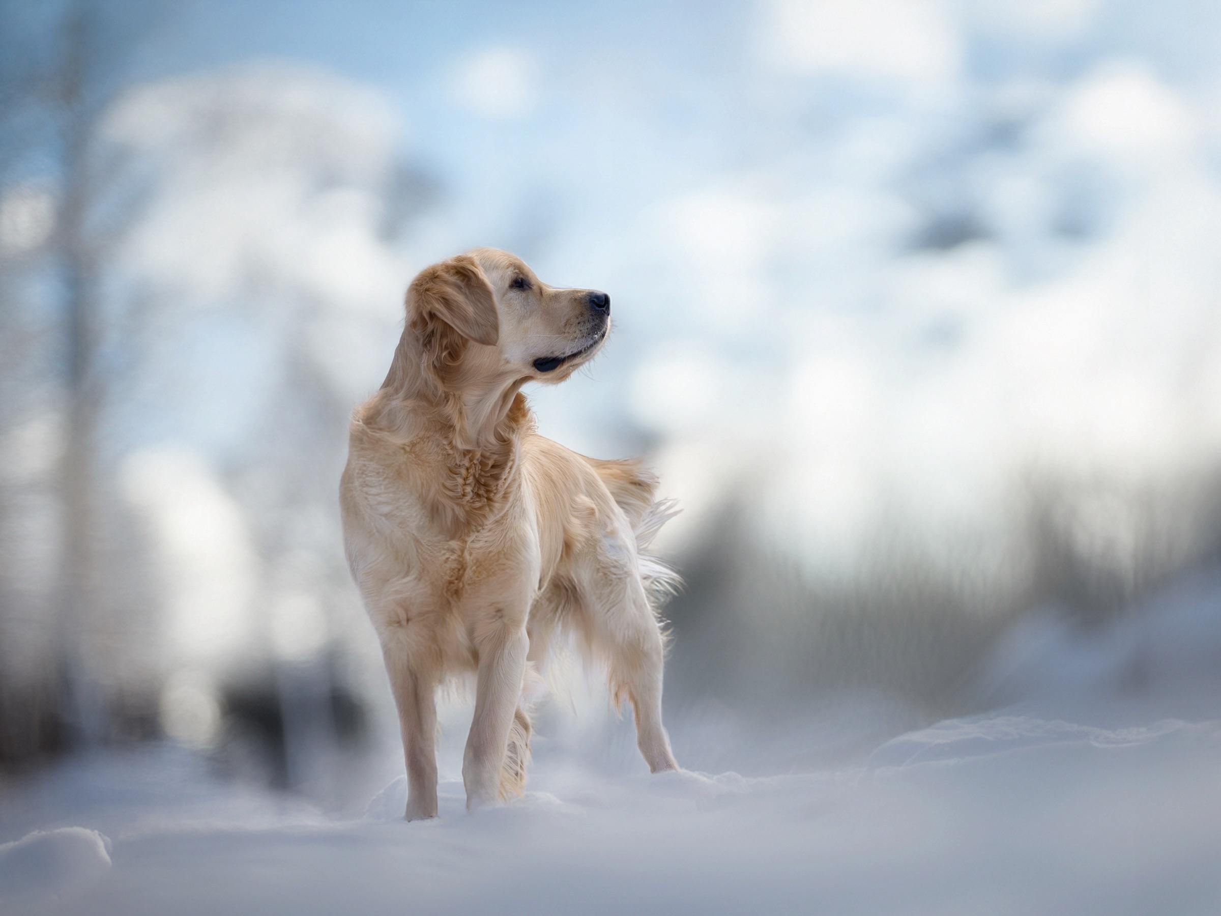 zimní radovánky — 2