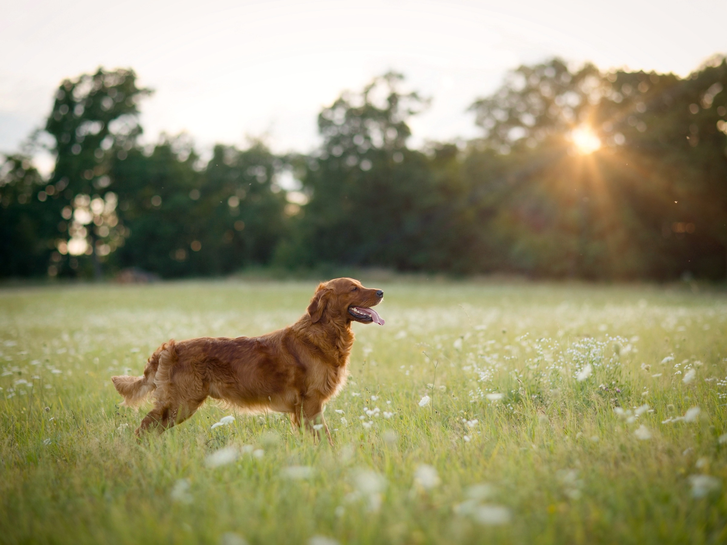 zlatá hodinka — 5