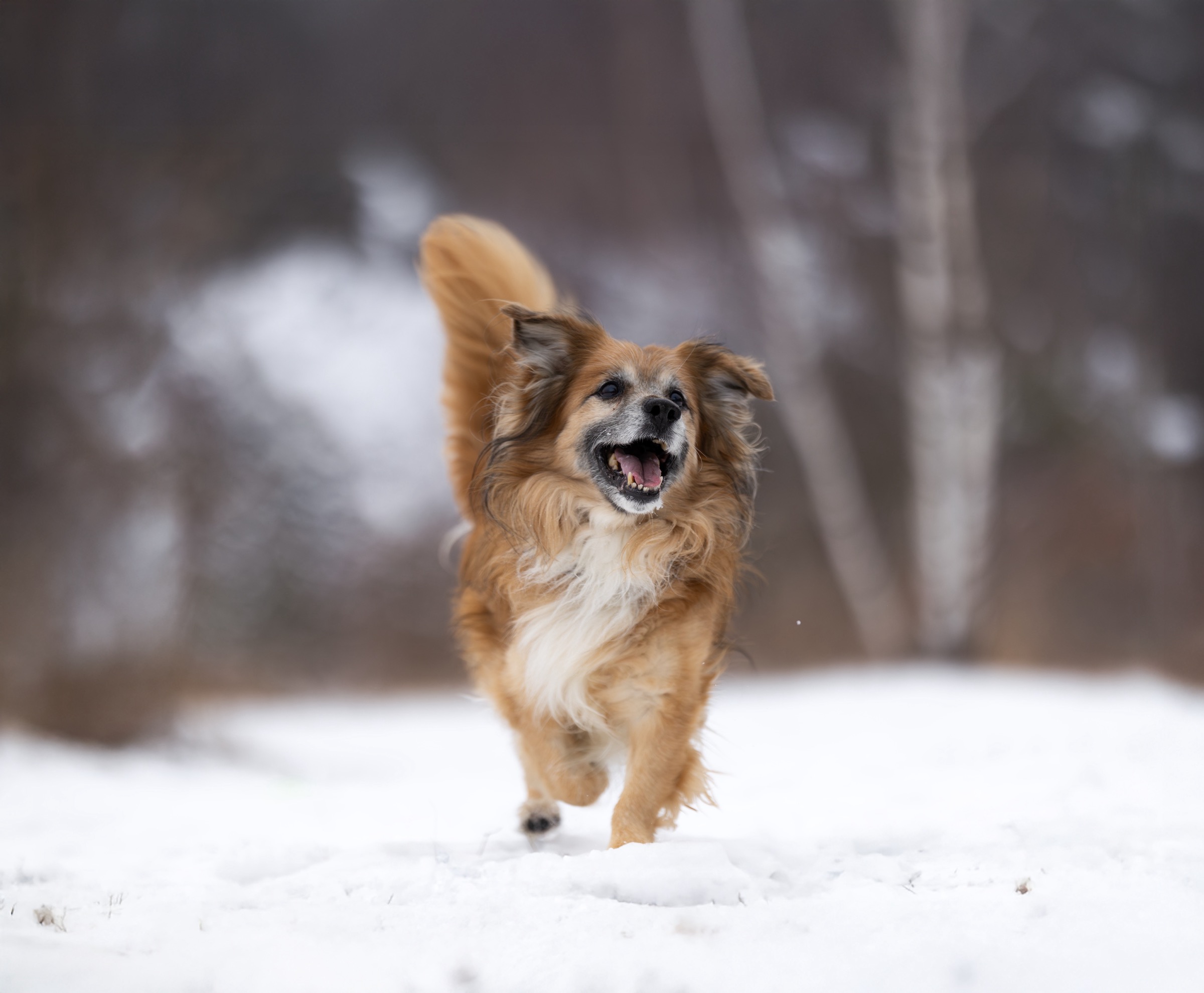 zimní radovánky — 1