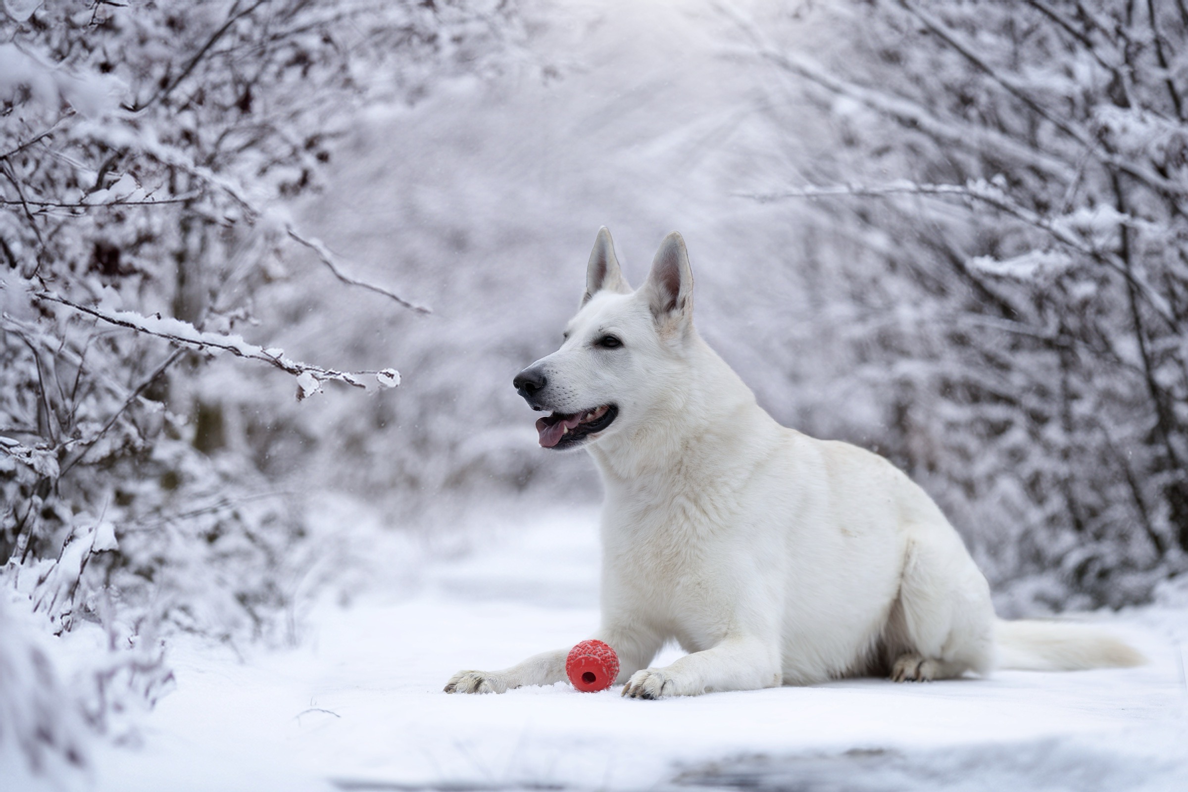 zimní radovánky — 4