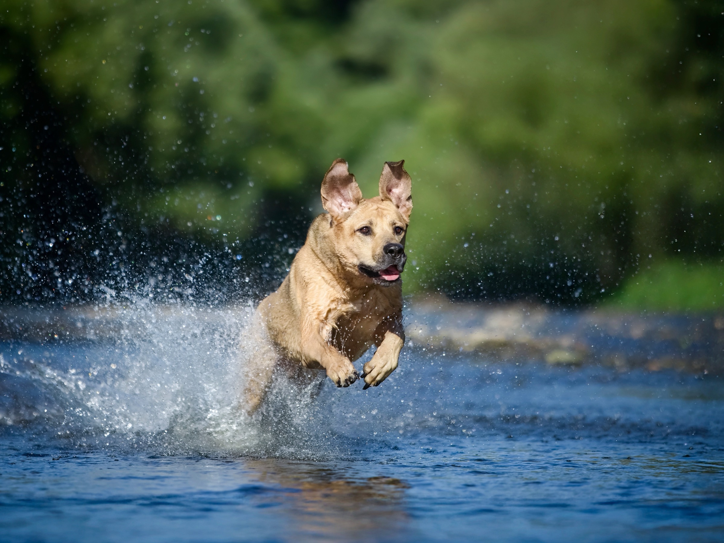 vodní focení — 2