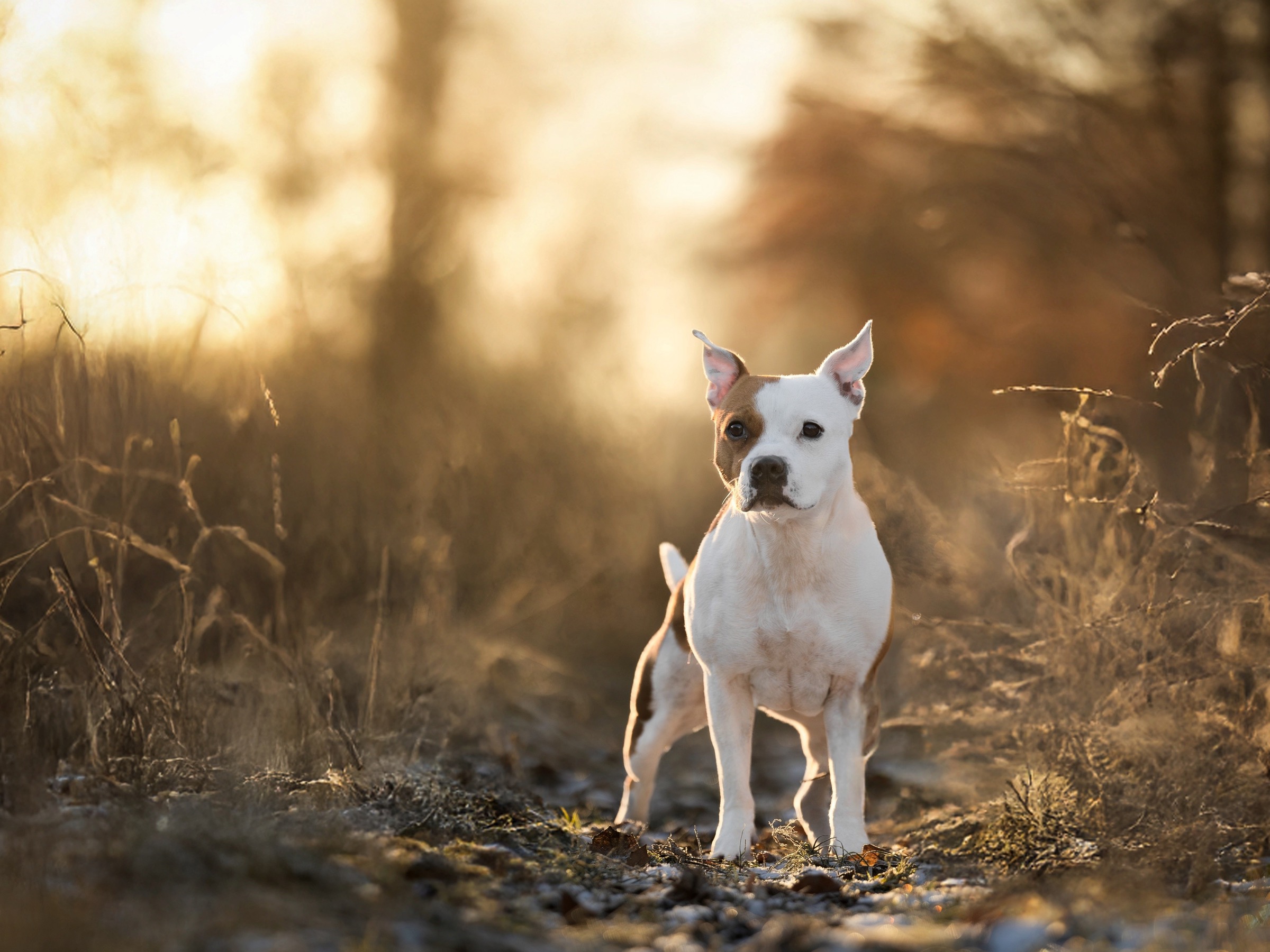 zlatá hodinka — 4