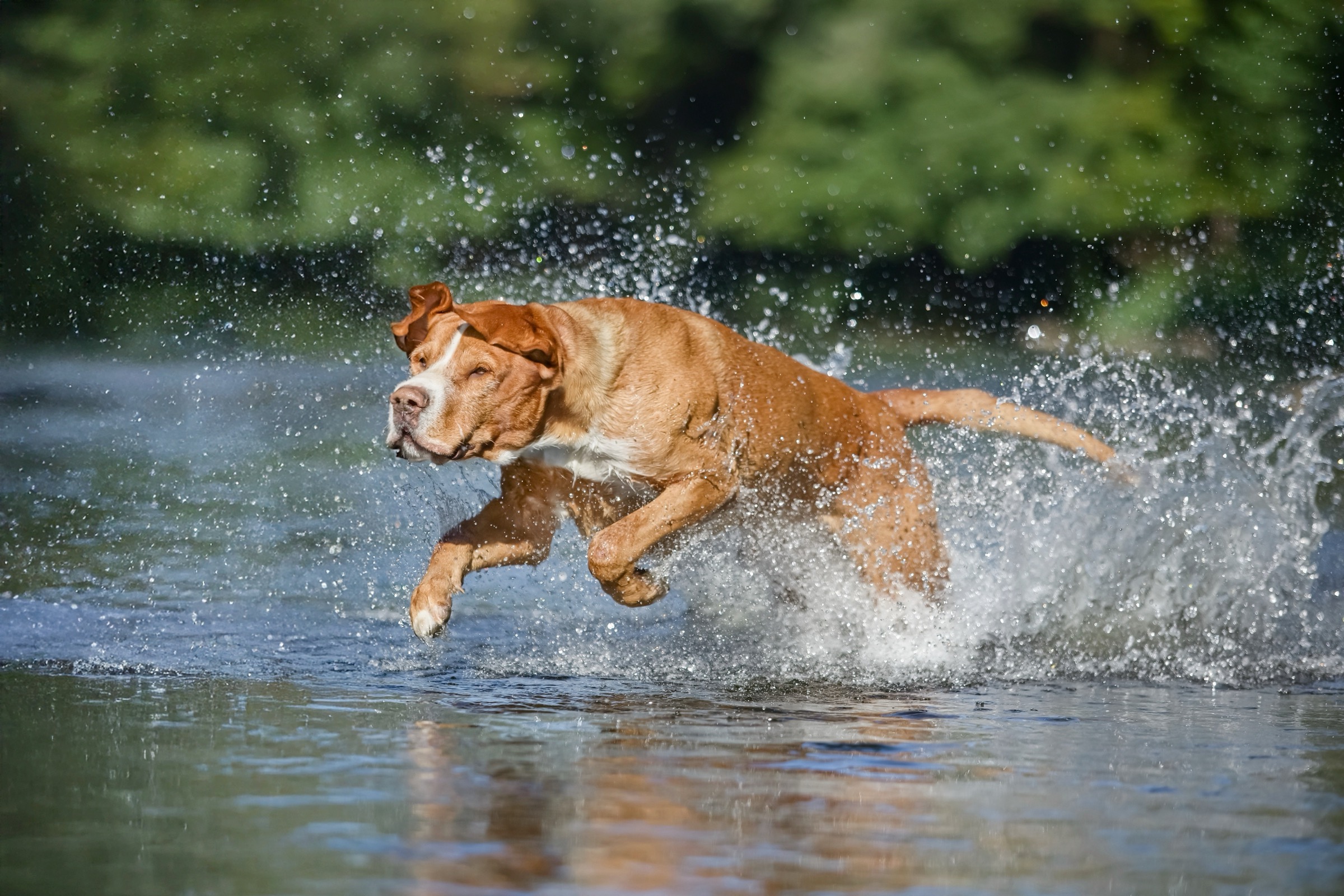 vodní focení — 4